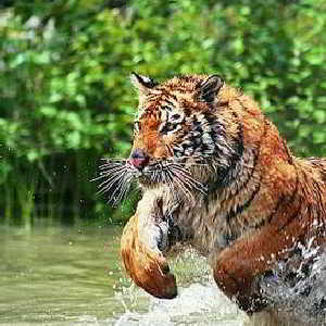 गोण्डा में बाघ उपटल, छह जने के नोच डललसि