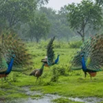 झीमी-झीमी बूनी बरिसावेले बदरिया