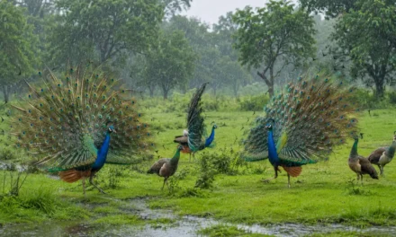 झीमी-झीमी बूनी बरिसावेले बदरिया