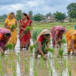 किसान संस्कृति के विस्तृत कैनवास : रोपनहारिन के हथेली