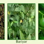 ए अरियार, त का बरियार