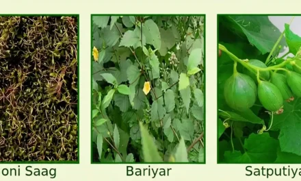 ए अरियार, त का बरियार